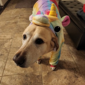 Fundraising Page: Nikki Morehead